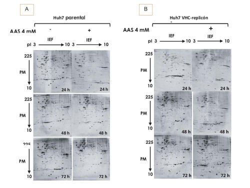 Fig. 1. Separación bidimensional de proteínas de células Huh7 parental y Huh7 replicón-VHC obtenida luego de la 2-DE. Las proteínas se separaron en tiras IPG con gradiente de pH lineal 3-10, con 120 μg de proteína, seguida de SDS-PAGE a 12% (20 cm x 20 cm 1.5 mm). Los geles se tiñeron con nitrato de plata (Bio-Rad). A) Análisis bidimensional del extracto de proteína de células Huh7 parental tratadas con AAS 4 mM a diferentes tiempos. B) Análisis bidimensional de la proteína extraída de células Huh7 replicón-VHC tratadas con AAS 4 mM a diferentes tiempos.