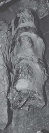 Restos fósiles y fragmentados del esqueleto del Monstruo de Aramberri, rescatado desde los estratos jurásicos del noreste mexicano. Hay restos gigantes de huesos que parecen formar parte del tronco superior del cuerpo; sin embargo, la falta de estructuras fósiles óseas reconocibles impide armar un esqueleto completo y fidedigno. Espécimen UANL-FCTR2, FCT- UANL. Escala = 30 cm. Figura B: secuencia de vértebras de un ictiosaurio, cuyos diámetros pueden ser mayores a los 10 cm.