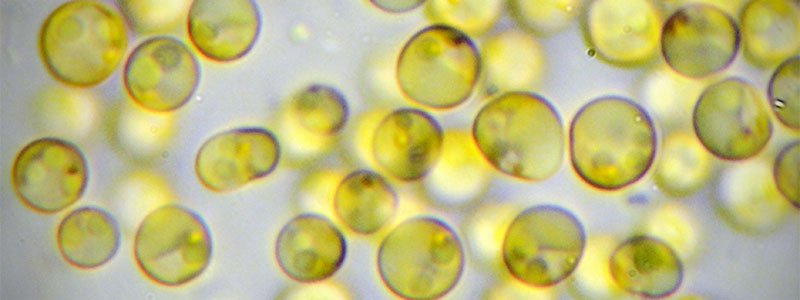 microalgas
