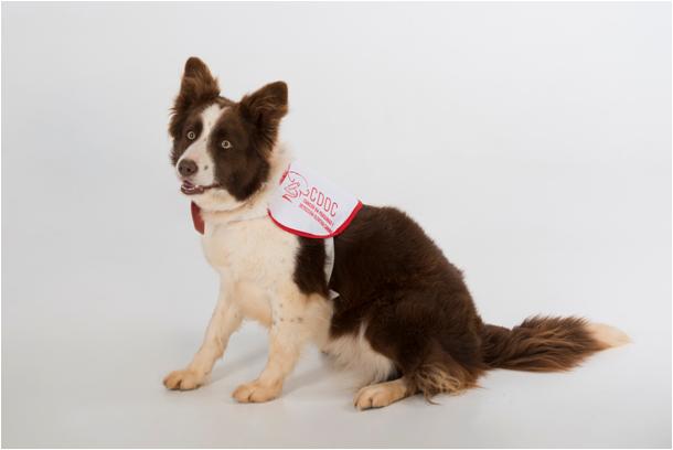 perros_cancer_prostata