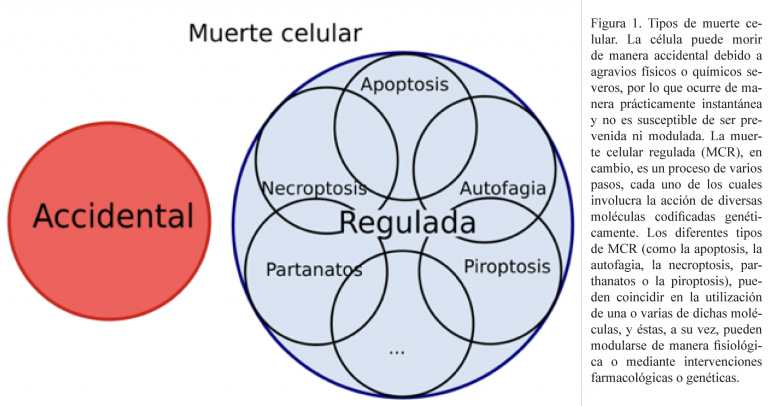 La Muerte Celular: Un Proceso Indispensable Para La Vida – Ciencia UANL