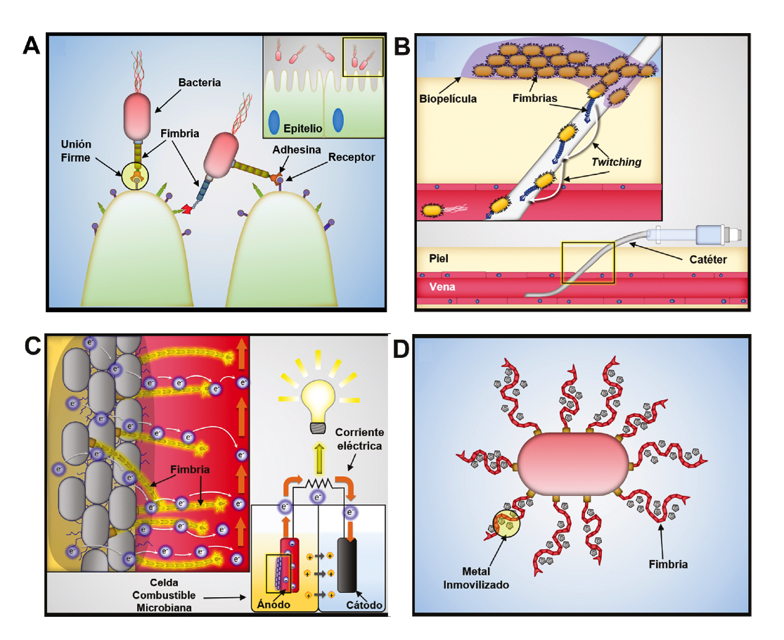 FIMBRIAS BACTERIANAS, NANOESTRUCTURAS VERSÁTILES Ciencia UANL