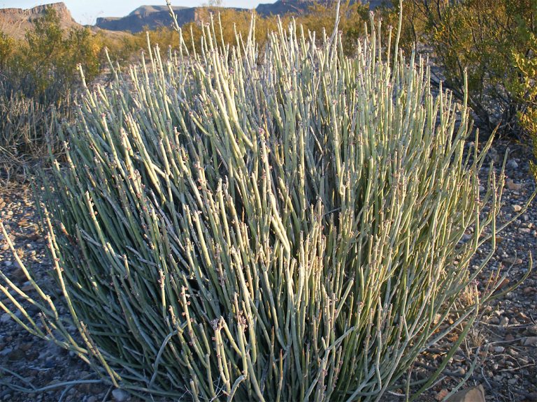 Candelilla Euphorbia Antisyphilitica Zucc Aprovechamiento