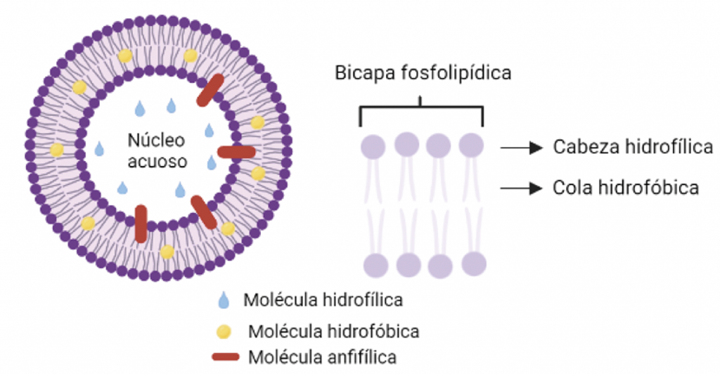 Envío Dirigido De Drogas Y Genes En Biomedicina – Ciencia UANL